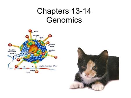 Chapters 13-14 Genomics. Viruses Viruses are insidious pathogens, they attack cells from the inside. They hijack your own DNA and use it against you.