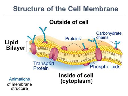 Outside of cell Inside of cell (cytoplasm) Lipid Bilayer Proteins Transport Protein Phospholipids Carbohydrate chains Structure of the Cell Membrane Go.