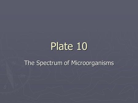 Plate 10 The Spectrum of Microorganisms. Cell Size ► The smallest objects visible to the unaided eye are about 0.1 mm long  Amoeba  Human egg  Paramecium.