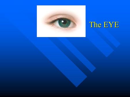 The EYE. Vision Dominant sense in humans Dominant sense in humans Performed by eyes, in orbits of skull Performed by eyes, in orbits of skull Surrounded.