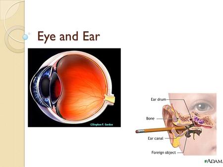 Eye and Ear. Eye The eye is covered in a tough layer of connective tissue called the sclera ◦ This is covered by a mucous membrane called the conjunctiva.