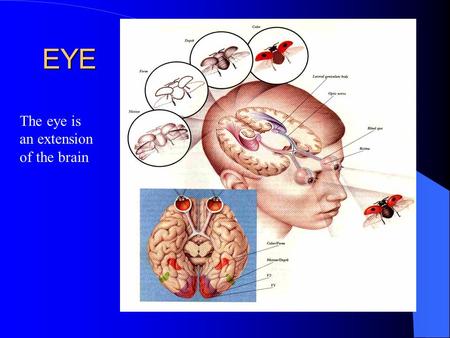 EYE The eye is an extension of the brain. Eye brain proxomity Can you see : the optic nerve bundle? Spinal cord?