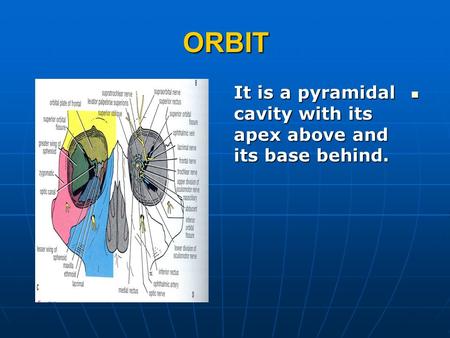ORBIT It is a pyramidal cavity with its apex above and its base behind. It is a pyramidal cavity with its apex above and its base behind.