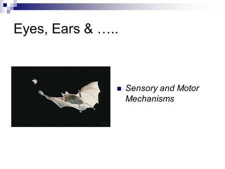 Eyes, Ears & ….. Sensory and Motor Mechanisms. Sensory Receptors Mechanoreceptors: stimulated by physical stimuli (i.e. pressure, touch, stretch, motion,