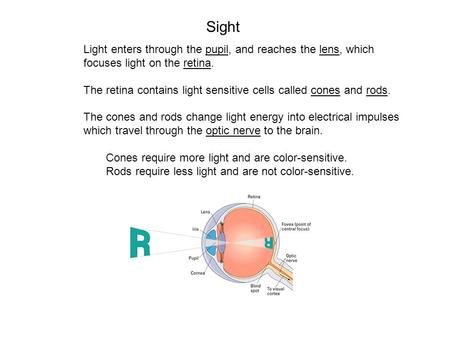 Light enters through the pupil, and reaches the lens, which focuses light on the retina. The retina contains light sensitive cells called cones and rods.