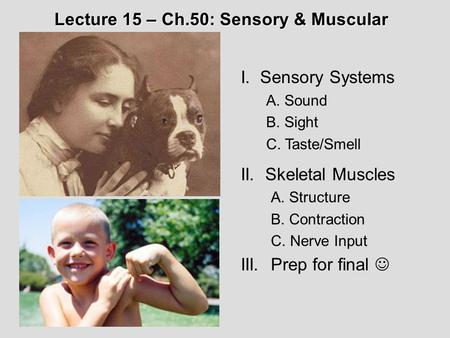 I. Sensory Systems A. Sound B. Sight C. Taste/Smell II. Skeletal Muscles A. Structure B. Contraction C. Nerve Input III.Prep for final Lecture 15 – Ch.50: