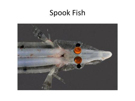 Spook Fish. Eyes How We See Eye Anatomy Nocturnal Eye.