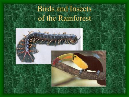 Birds and Insects of the Rainforest Introduction The rainforest provides birds and insects with a rich source of food. Scientists believe that there.