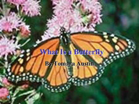What Is a Butterfly What Is a Butterfly By Tomara Austin.