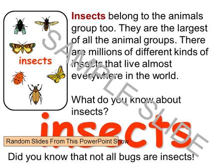 www.ks1resources.co.uk Insects belong to the animals group too. They are the largest of all the animal groups. There are millions of different kinds of.