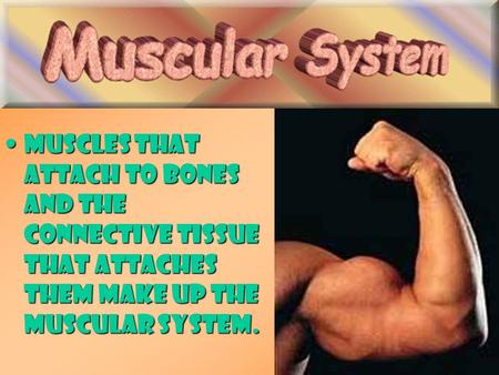 Muscles that attach to bones and the connective tissue that attaches them make up the muscular system.Muscles that attach to bones and the connective tissue.