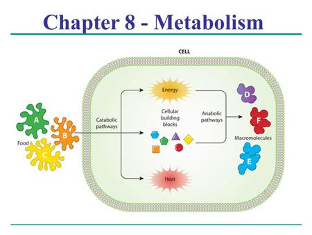 Chapter 8 - Metabolism. Overview: The Energy of Life The living cell is a miniature chemical factory where thousands of reactions occur The cell extracts.