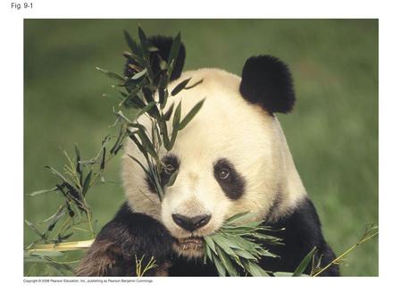 Fig. 9-1 Figure 9.1 How do these leaves power the work of life for the giant panda?