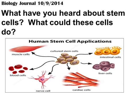 Biology Journal 10/9/2014 What have you heard about stem cells? What could these cells do?