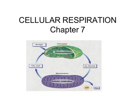 CELLULAR RESPIRATION Chapter 7. ORGANELLE OF FOCUS.