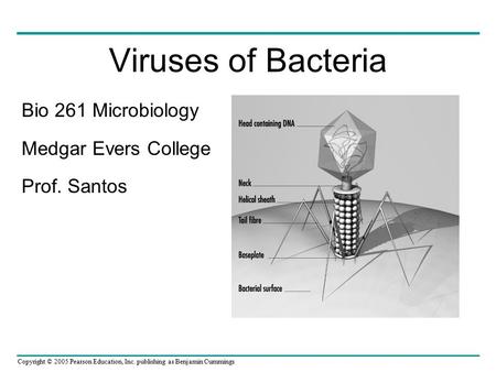 Copyright © 2005 Pearson Education, Inc. publishing as Benjamin Cummings Viruses of Bacteria Bio 261 Microbiology Medgar Evers College Prof. Santos.