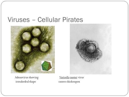 Viruses – Cellular Pirates Adenovirus showing Varicella zoster virus icosahedral shape causes chickenpox.