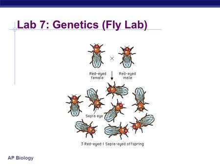 AP Biology Lab 7: Genetics (Fly Lab). AP Biology Lab 7: Genetics (Fly Lab)  Description  given fly of unknown genotype use crosses to determine mode.