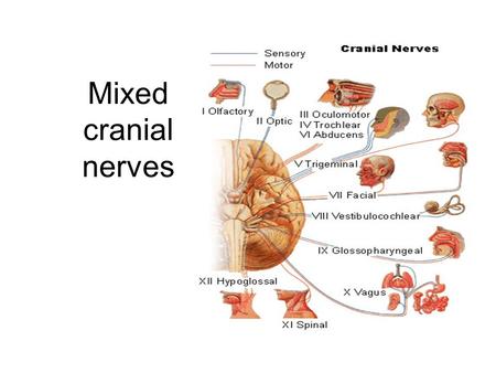 Mixed cranial nerves.