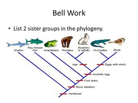 Bell Work List 2 sister groups in the phylogeny..