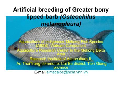 Artificial breeding of Greater bony lipped barb (Osteochilus melanopleura) Aquaculture of Indigenous Mekong Fish Species (AIMS), Vietnam Component Aquaculture.