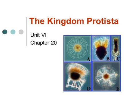 The Kingdom Protista Unit VI Chapter 20. What is a Protist? A protist is any organism that is not a plant, an animal, a fungus, or a prokaryote Protists.