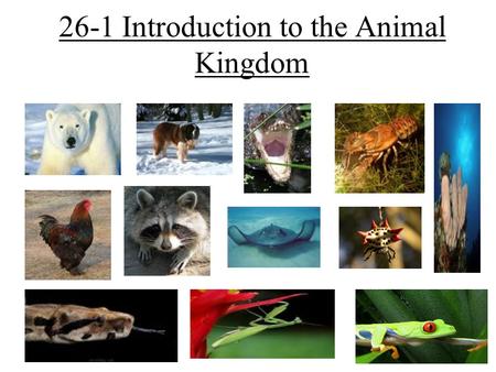 26-1 Introduction to the Animal Kingdom. The Animal Kingdom Animals are: –Multicellular –Eukaryotic –Heterotrophs –Organisms with cells without cell walls.