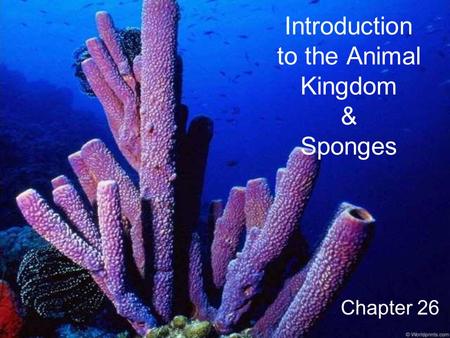 Introduction to the Animal Kingdom & Sponges Chapter 26.