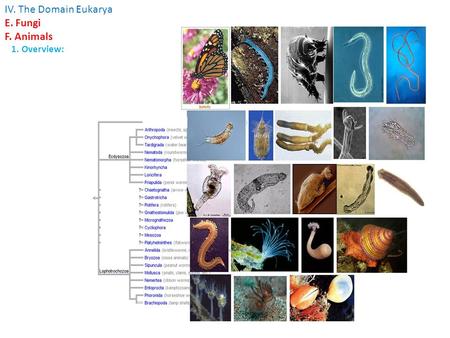 IV. The Domain Eukarya E. Fungi F. Animals 1. Overview: