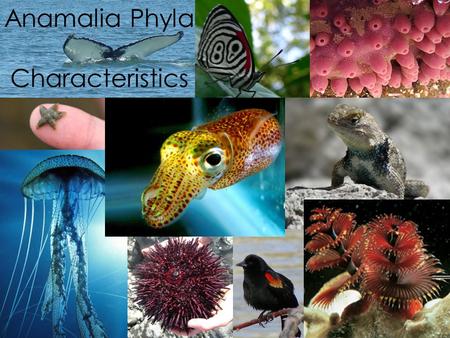 Anamalia Phyla Characteristics. Phylum Porifera System of pores through which water passes and food is captured Sponges are either radially symmetrical.