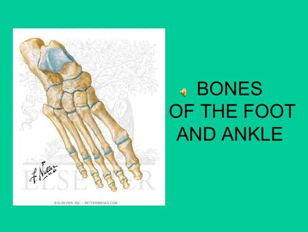 BONES OF THE FOOT AND ANKLE. 14 Phalanges Distal, middle and proximal phalanges toes(2-5) Great toe (1) Only has Proximal and Distal phalanges 23 4 5.