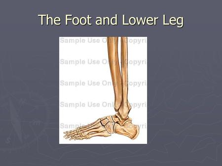 The Foot and Lower Leg. Foot and Lower Leg ► 15% of lower leg injuries involve this area ► 20,000 ankle sprains a day in the USA ► The foot absorbs 3x.