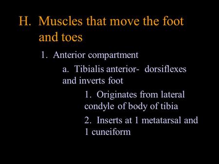 H. Muscles that move the foot and toes 1. Anterior compartment a. Tibialis anterior- dorsiflexes and inverts foot 1. Originates from lateral condyle of.