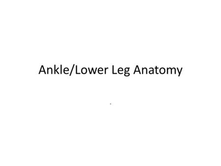 Ankle/Lower Leg Anatomy