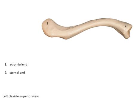 1 2 acromial end sternal end Left clavicle, superior view.
