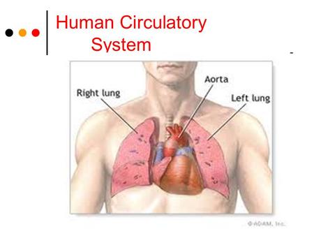 Human Circulatory System. Importance of Circulatory System Transports nutrients to cells, wastes away from cells and chemical messengers (e.g. hormones)