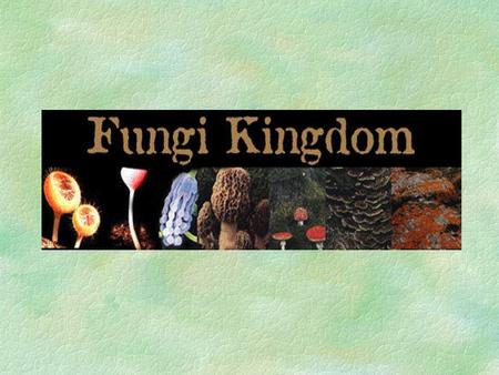 Kingdom Fungi-Introduction §This is a very diverse group of organisms that includes yeasts, molds, rusts, and smuts. §Fungi lack chlorophyll and do not.