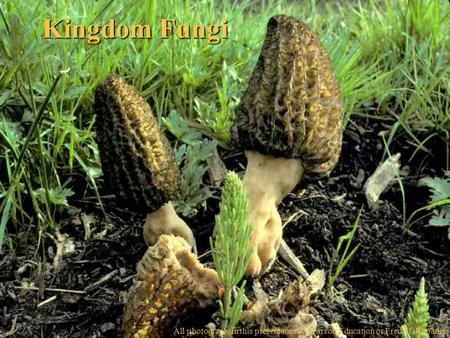 Kingdom Fungi All photographsin this presentation © Pearson Education or Fred M. Rhoades.