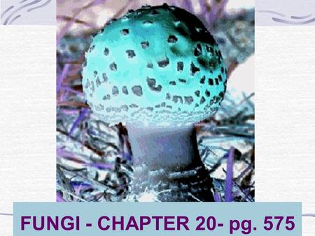 FUNGI - CHAPTER 20- pg. 575. Bozeman Biology - Fungi   9:13 minutes.