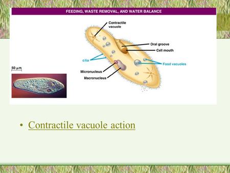 Contractile vacuole action. Amoeboid movement See it!