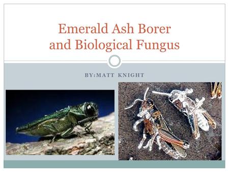 BY:MATT KNIGHT Emerald Ash Borer and Biological Fungus.