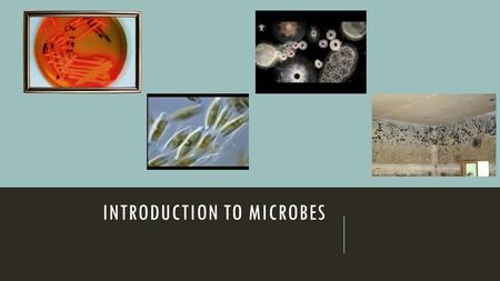 INTRODUCTION TO MICROBES. WHAT IS A MICROORGANISM? A microorganism or microbe is a tiny living thing that we cannot see without the aid of a microscope.