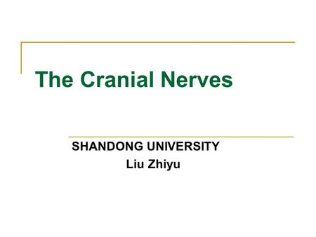 The Cranial Nerves SHANDONG UNIVERSITY Liu Zhiyu.