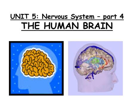 UNIT 5: Nervous System – part 4 THE HUMAN BRAIN.