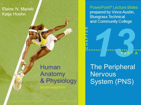 Copyright © 2006 Pearson Education, Inc., publishing as Benjamin Cummings Human Anatomy & Physiology SEVENTH EDITION Elaine N. Marieb Katja Hoehn PowerPoint.