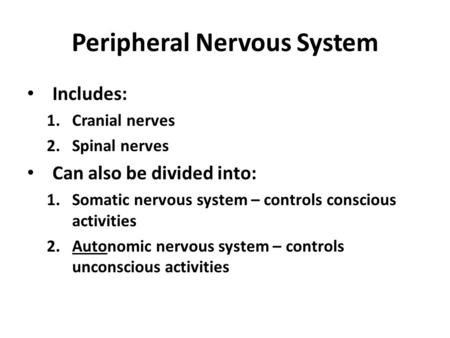 Peripheral Nervous System Includes: 1.Cranial nerves 2.Spinal nerves Can also be divided into: 1.Somatic nervous system – controls conscious activities.