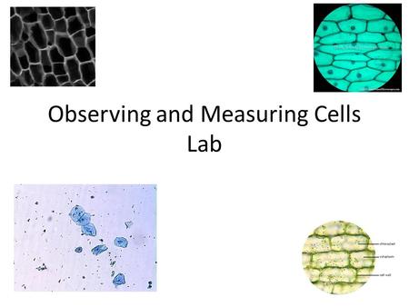 Observing and Measuring Cells Lab