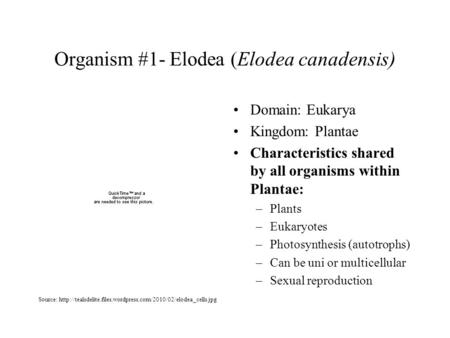 Organism #1- Elodea (Elodea canadensis) Domain: Eukarya Kingdom: Plantae Characteristics shared by all organisms within Plantae: –Plants –Eukaryotes –Photosynthesis.