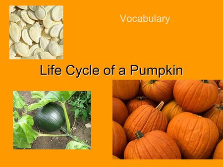 Vocabulary Life Cycle of a Pumpkin Let’s Say the Words everywhere machines move woman work world bumpy fruit harvest smooth soil vine.