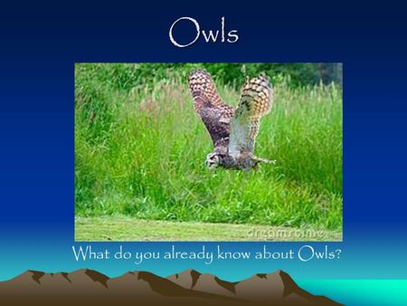 Owls What do you already know about Owls? Owl Facts Owls are known as “Birds of Prey” or Raptors (A bird that has sharp beak and claws and uses them.